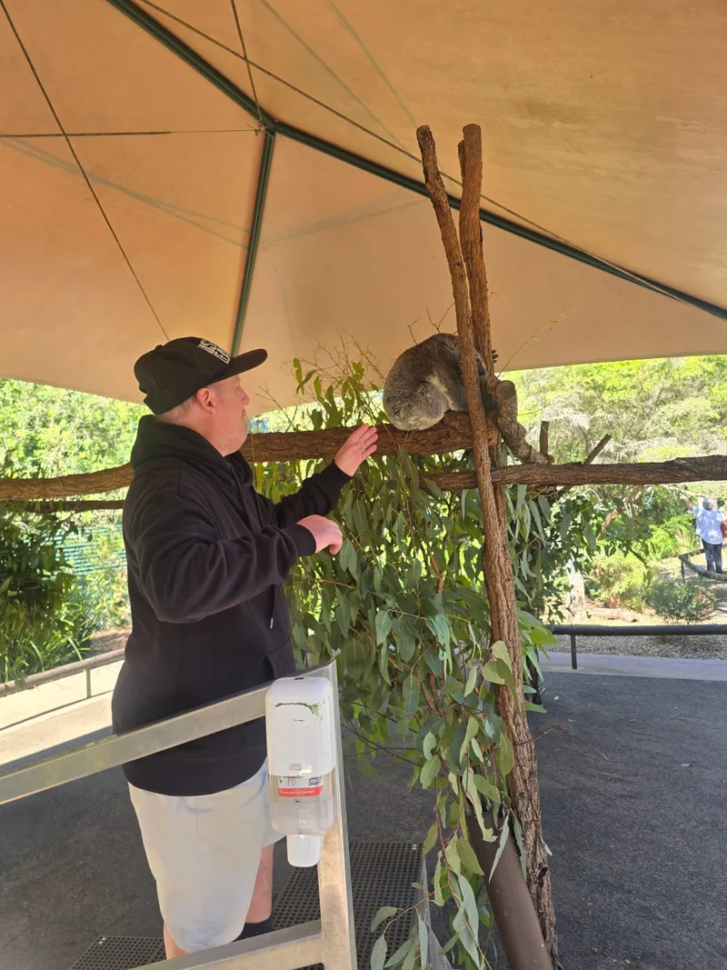 A participant meeting a koala up close
